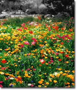 Wildflowers